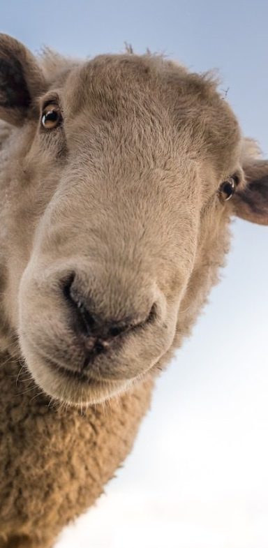 Nachhaltig Schafe